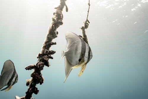 Teira Batfish Swimming Underwater