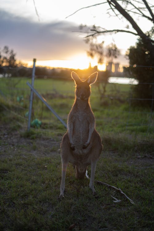 Gratis lagerfoto af Australien, dyr, græs