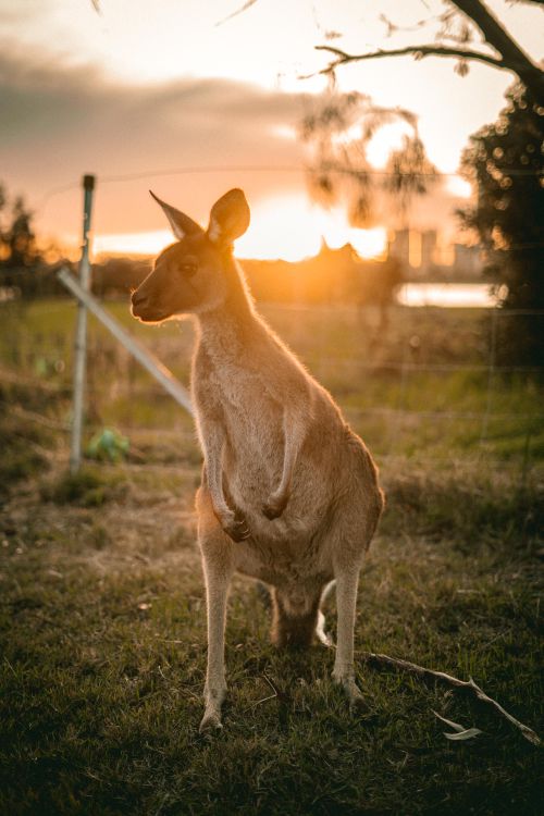 Free A kangaroo stands gracefully at sunset on Heirisson Island, Australia. Stock Photo