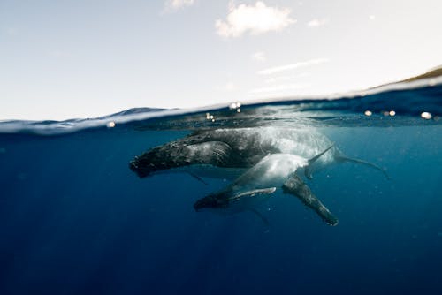 Ingyenes stockfotó fényképek a vadvilágról, hosszúszárnyú bálna, kék víz témában