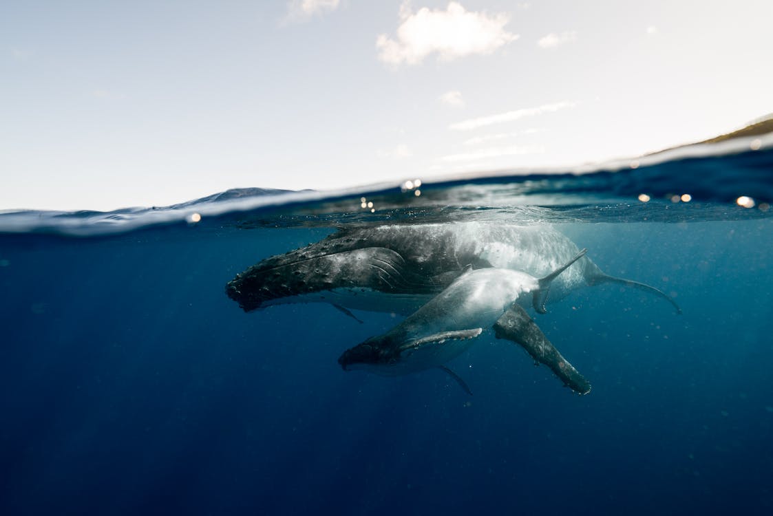 Foto d'estoc gratuïta de aigua blava, animals aquàtics, balena geperuda