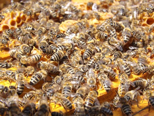 Рой медоносных пчел