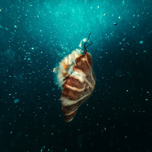 An Upside Down Jellyfish Underwater