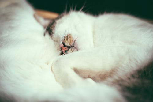 Free Cute lazy cat sleeping on pillow Stock Photo