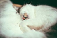 一只安详的白色虎斑猫在室内睡觉的特写镜头，画面散发着舒适与宁静