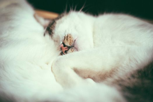 一只安详的白色虎斑猫在室内睡觉的特写镜头，画面散发着舒适与宁静