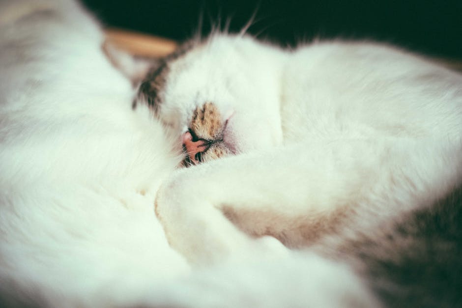 Why do cats sleep most of the time?