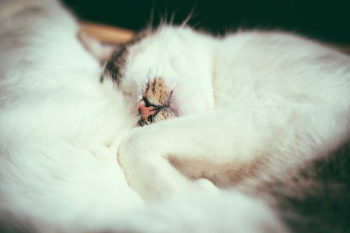 Free Adorable fluffy tabby curling up and having nap peacefully on soft bed at home Stock Photo