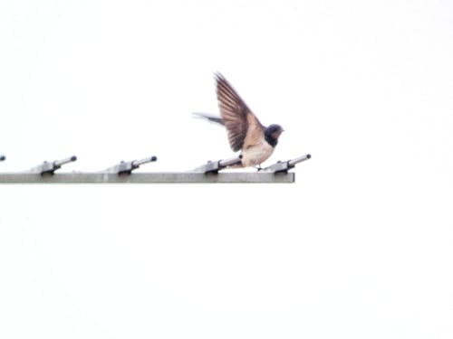 Photos gratuites de oiseau sur antenne, oiseaux