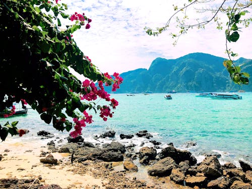 Free stock photo of bougainvillea, island, krabi