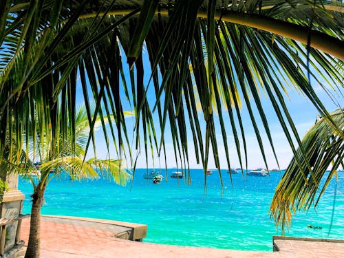 Gratis lagerfoto af hav, kokostræ, Krabi