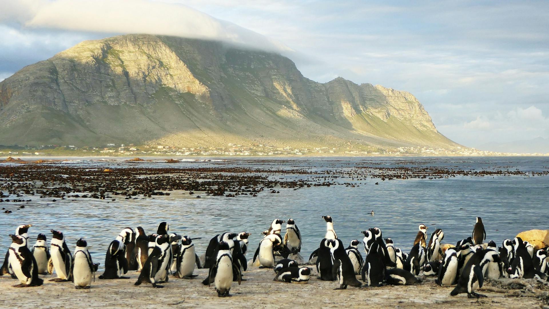 A colony of African penguins on a scenic South African seashore, with mountains in the background.