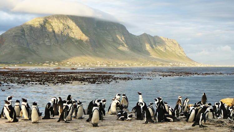 A Huddle Of African Penguins Along The Shore