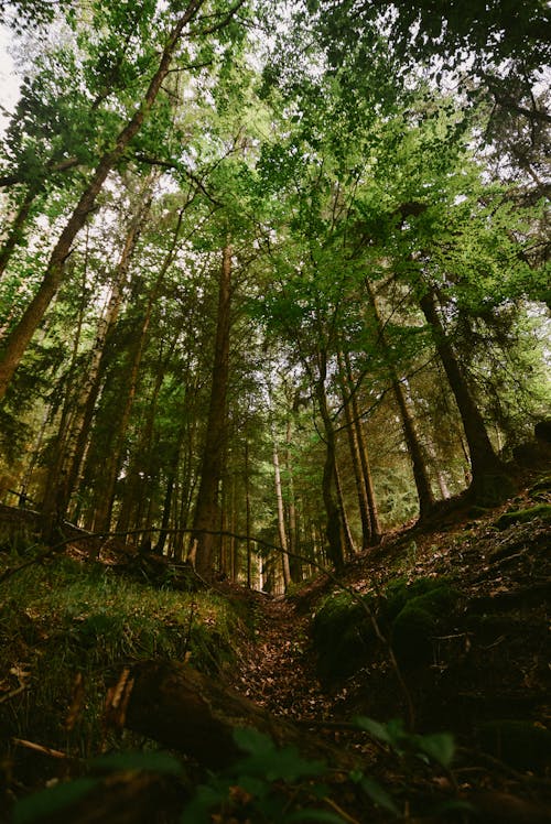 Free Tall Trees in a Dense Forest Stock Photo