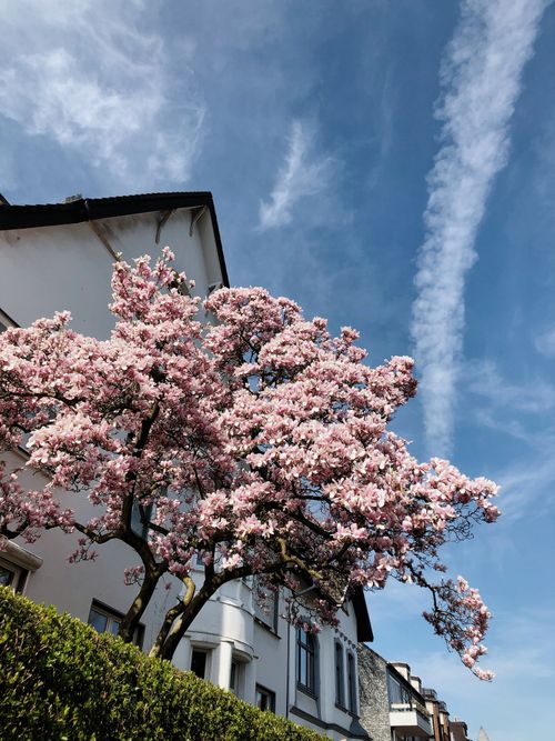 Free stock photo of backyard, beautiful, bloom Stock Photo