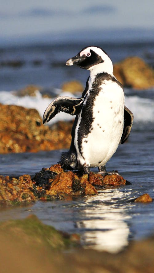Free Penguin Standing on Brown Rock on Seashore Stock Photo