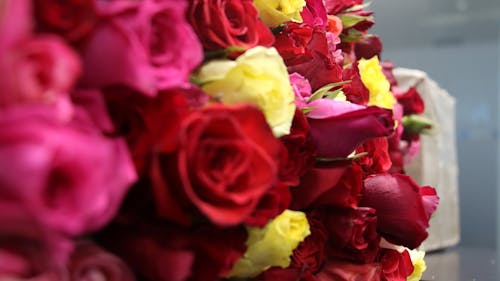 Free stock photo of flowers, roses, ផ្កាកូឡាប Stock Photo