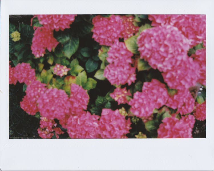 Pink Hydrangea Flowers In Frame