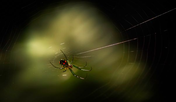 Close-up of a spider on a web, captured with intricate detail against a blurred background.