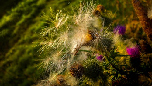 Milk Thistle in Close Up Photography