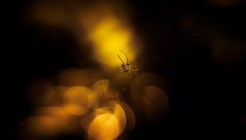 Free A spider delicately suspended against a golden bokeh background, highlighting depth and subtlety. Stock Photo