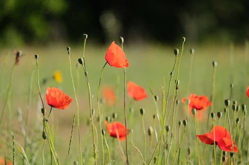 Red Flowers in Green Grass