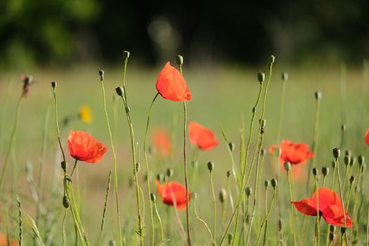 Red Flowers in Green Grass