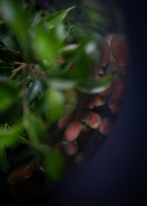 Darmowe zdjęcie z galerii z blured, czerwony, drzewo