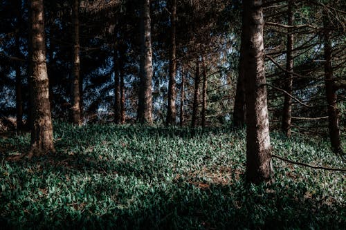 Free Green grass in coniferous forest Stock Photo