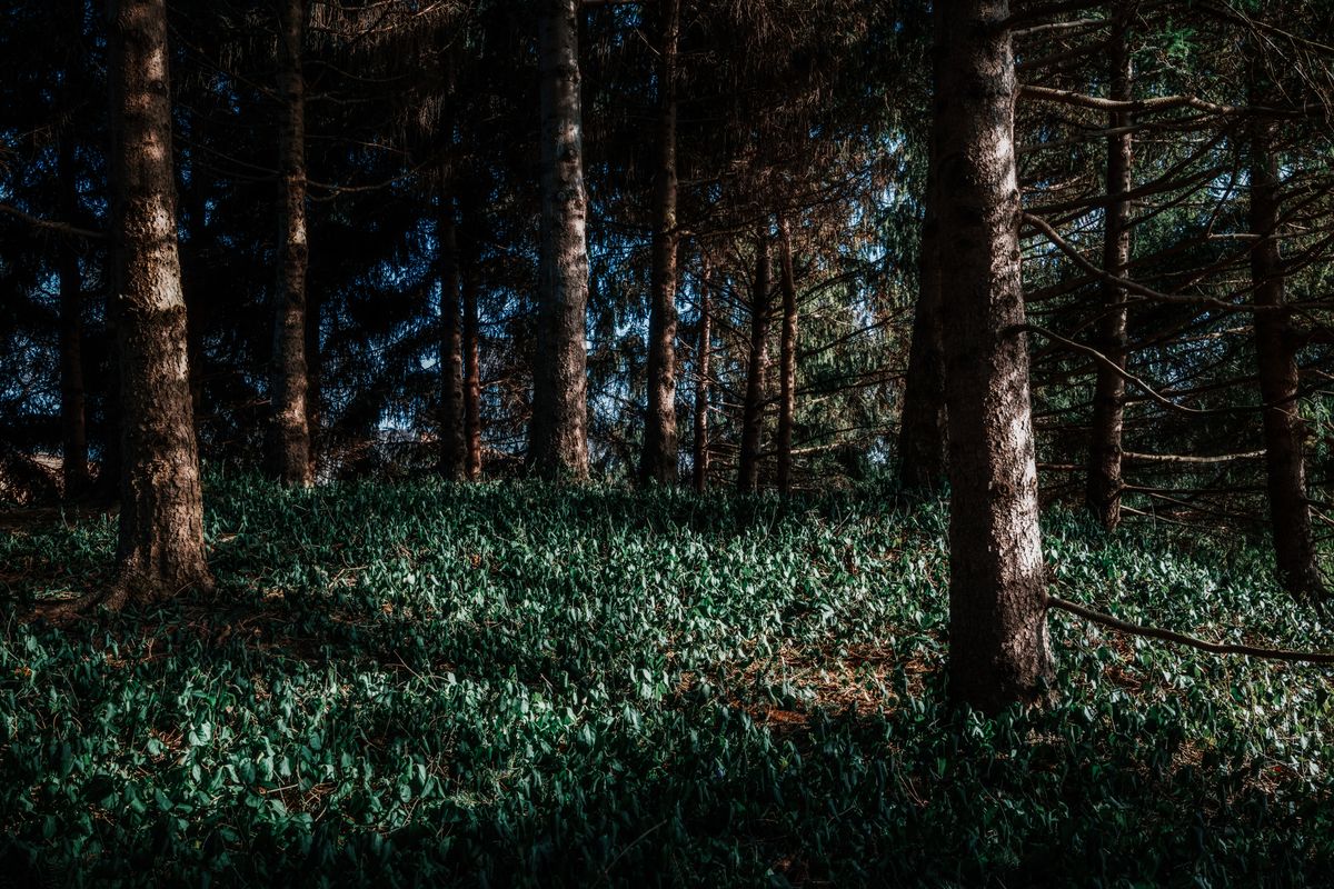 Muchwood Green Burial Ground, Cambridgeshire