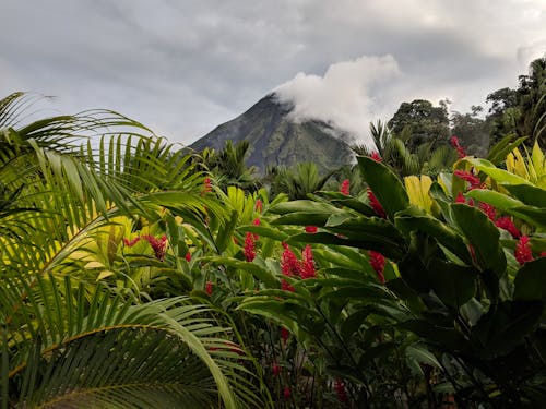 arenal yanardağı, bitkiler, tropik içeren Ücretsiz stok fotoğraf