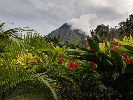 Coffee plantation with a farmer — Costa Rica