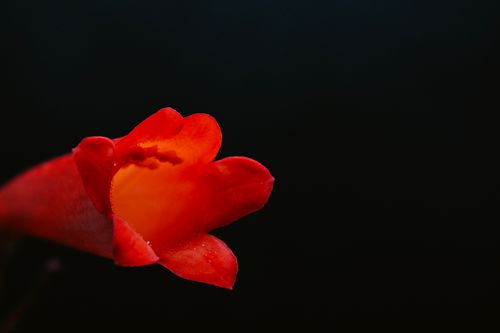 Free A vivid close-up photograph of a bright red flower with a black background. Stock Photo