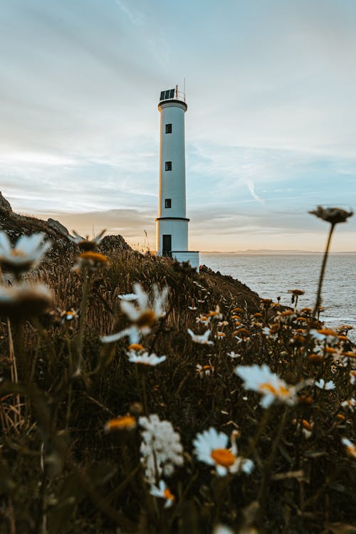 Beautiful landscape of white lighthouse located on seashore next to blooming fields with chamomiles