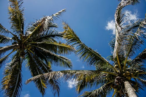 Green Palm Trees Under Blue Sky