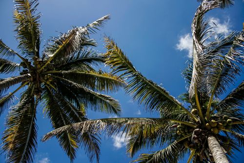 Free Low angle view of palm trees under a bright blue sky in Celestún, Mexico. Stock Photo