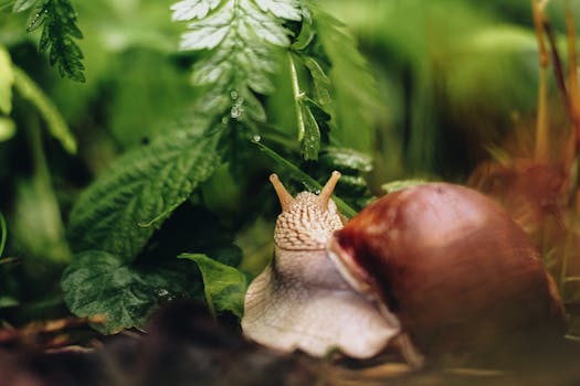 Macro photograph of a snail in a verdant garden setting, showcasing lush leaves.