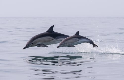 Δωρεάν στοκ φωτογραφιών με άγρια φύση, άλμα, δελφίνια