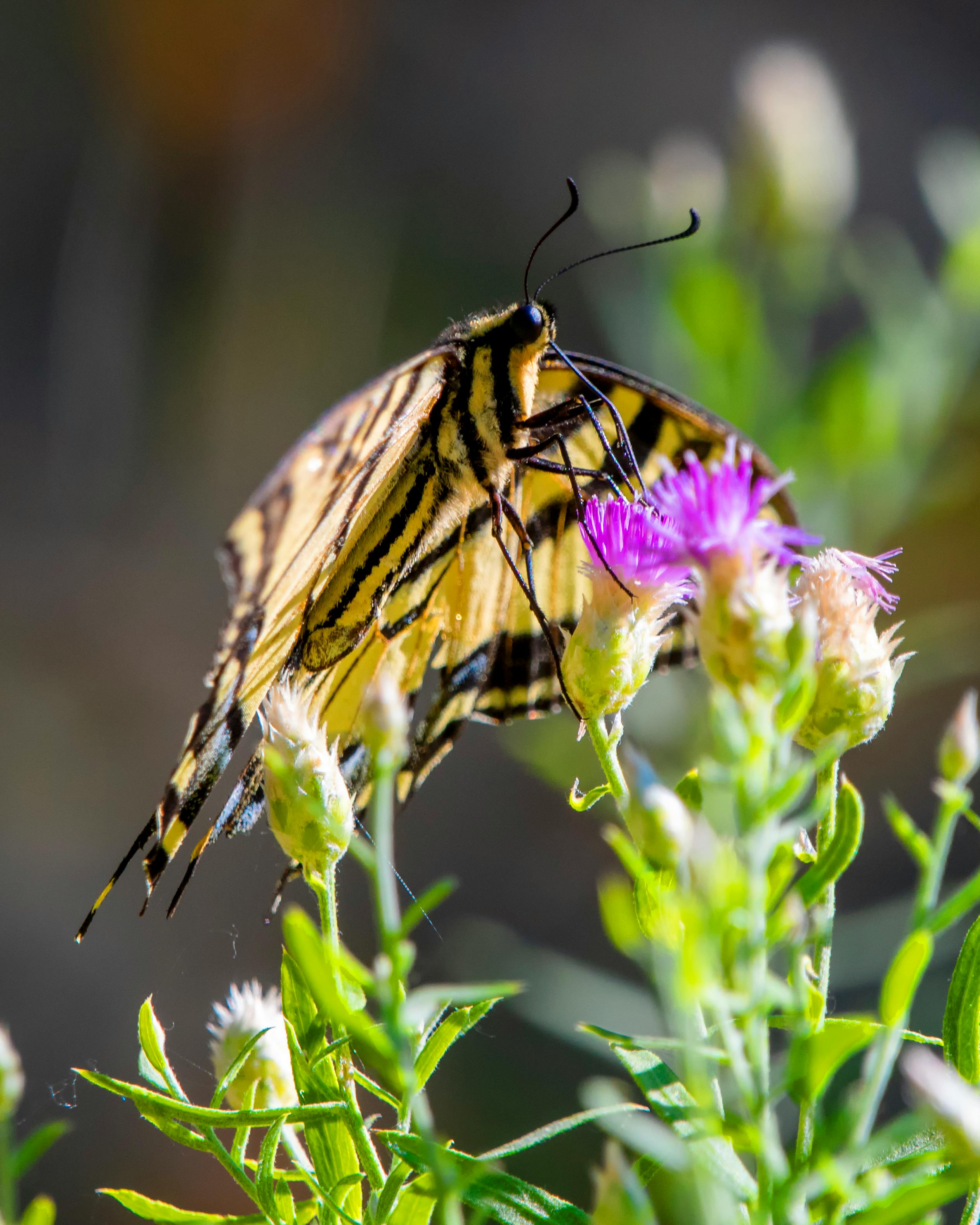 What happens when you get 1500 followers on TikTok?