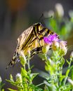 Tiger Swallowtail Butterfly Perched on Purple Flower in Close Up Photography
