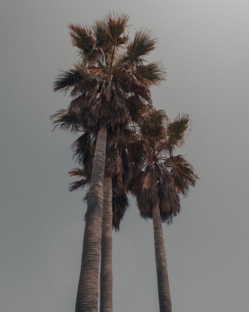 Free From below of tall majestic trunks of palms with fresh green leaves under cloudy gray sky Stock Photo