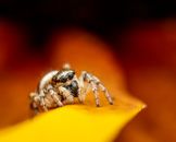 Cute spider on flower petal
