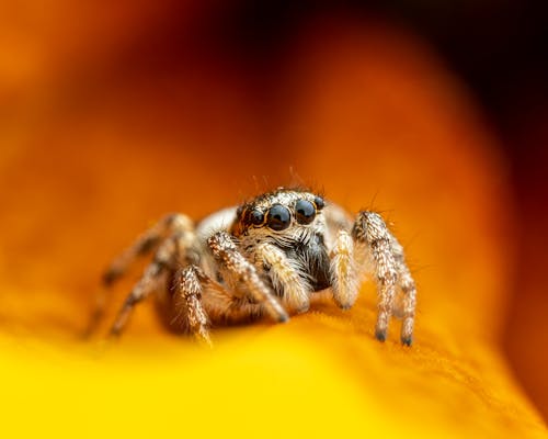 Closeup cute hairy spider crawling on vivid yellow petal of flower in nature