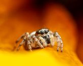 Closeup cute hairy spider crawling on vivid yellow petal of flower in nature