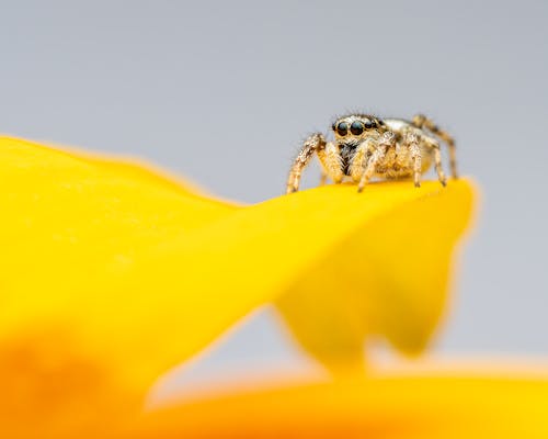 Spider crawling on yellow flower