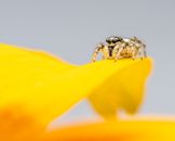 Spider crawling on yellow flower