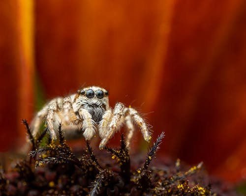 Free Soft focus of closeup adorable spider sitting inside fresh flower on summer day in countryside Stock Photo