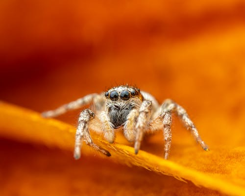 Free Adorable spider on yellow petal Stock Photo