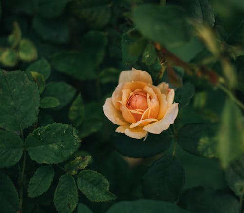 Delicate orange rose flower in garden