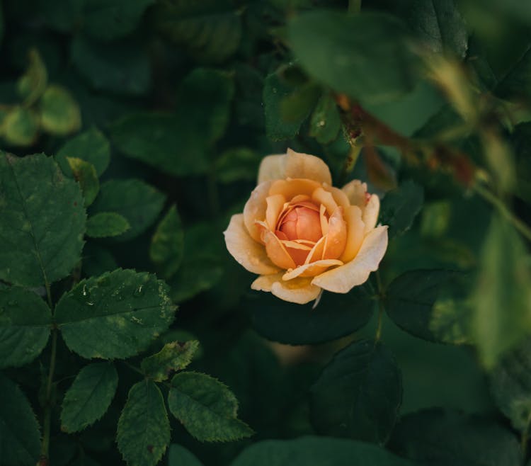 Delicate Orange Rose Flower In Garden